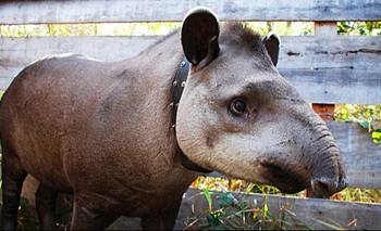 Milagro: reapareció un mamífero que se creía extinto desde 1925 | Animales