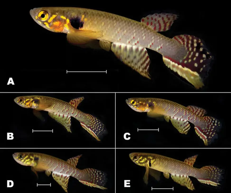 Hábitat del pez extinto en Bolivia
