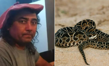 Conmoción en Cipolletti: lo mordió una yarará y murió | Animales