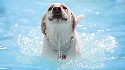 Qué pasa si mi perro se mete a la pileta. Efectos del cloro en perros. Puede meterse mi perro a la pileta. Qué pasa si mi perro se mete a la pileta. Efectos del cloro en perros. Puede meterse mi perro a la pileta.