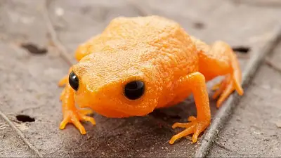 Hallazgo de una nueva rana en Brasil. Cómo es la rana que parece una mandarina. Brachycephalus lulai cómo es. Hallazgo de una nueva rana en Brasil. Cómo es la rana que parece una mandarina. Brachycephalus lulai cómo es.