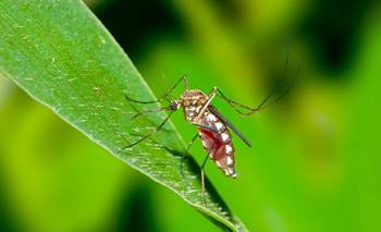 PAMI lanza plan de prevención del Dengue, Zika y Chikungunya | Pami