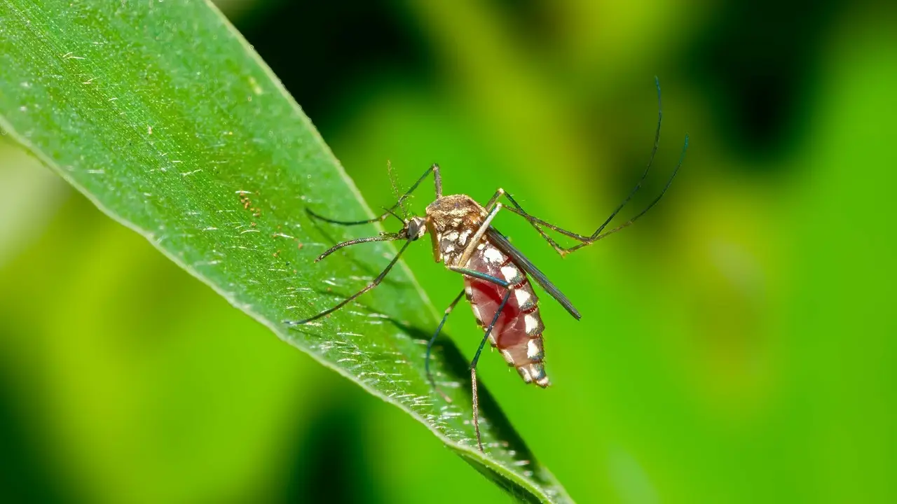 Mosquito