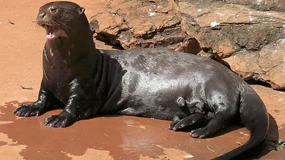 Son mamíferos en peligro de extinción, pero lograron reintroducir una familia entera en Corrientes: el hito para la ciencia Son mamíferos en peligro de extinción, pero lograron reintroducir una familia entera en Corrientes: el hito para la ciencia