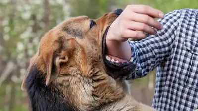 perro mordiendo. perro mordiendo.