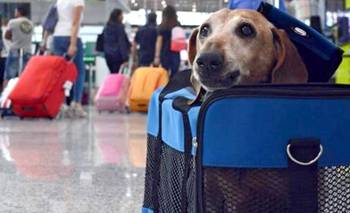 El Gobierno autorizó viajar con mascotas en trenes y micros de largas distancias | Viajes