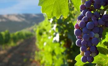 Crisis y alarma en la vitivinicultura mendocina: productores apuntan contra Cornejo | Vitivinicultura