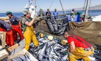 Crisis de actividad: desembarques pesqueros cayeron en Santa Cruz, Río Negro y Chubut | Crisis económica