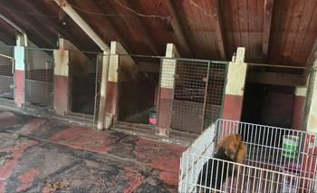 Maltrato animal: rescataron a 23 perros hacinados en un criadero | Animales