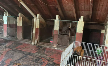 Así fue el rescate de más de 20 perros de un criadero ilegal | Animales
