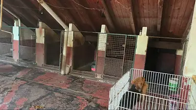 Así fue el rescate de más de 20 perros de un criadero ilegal de Saavedra en condiciones deplorables Así fue el rescate de más de 20 perros de un criadero ilegal de Saavedra en condiciones deplorables