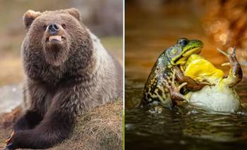 Las 8 fotos más divertidas de animales del 2025, según un prestigioso premio  | Animales