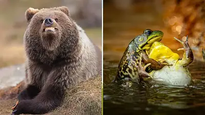 Las 8 fotos más divertidas de animales del 2025, según un prestigioso premio Las 8 fotos más divertidas de animales del 2025, según un prestigioso premio