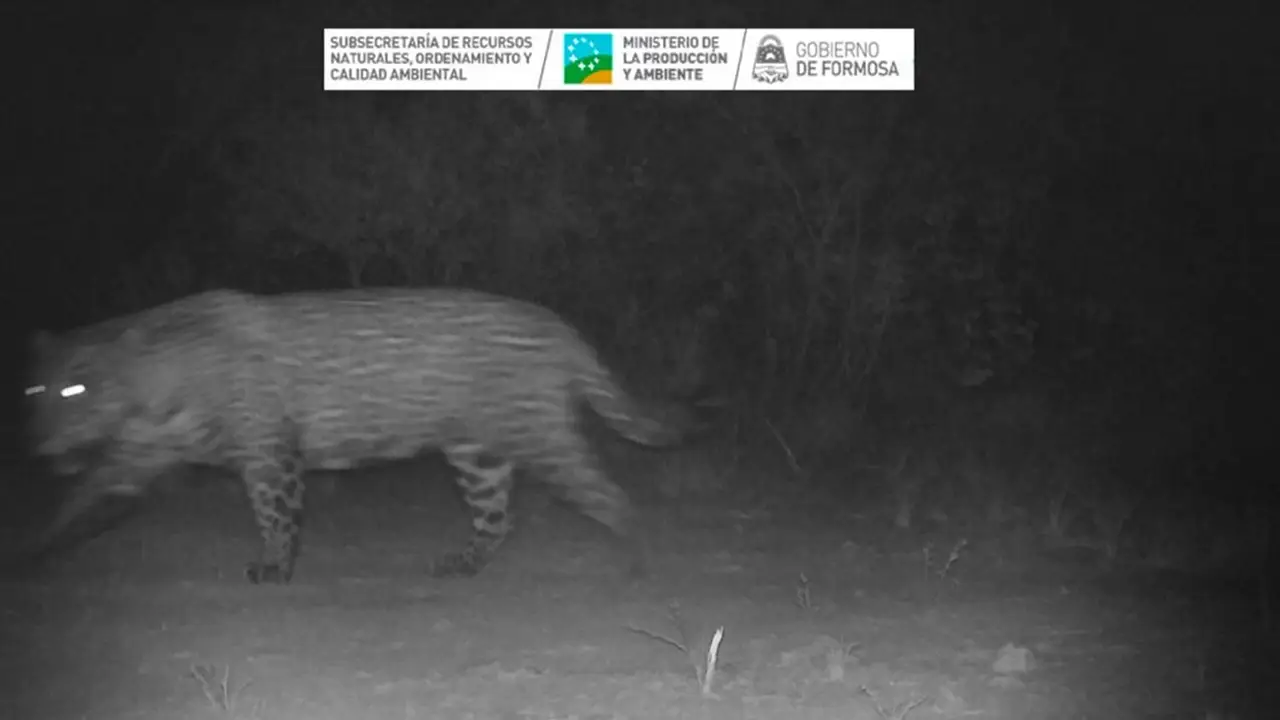 Fauna protegida: confirman la presencia de un yaguareté macho en un corredor de conservación de Formosa