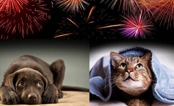 Fuegos artificiales y mascotas: cómo construir un refugio casero | Mascotas