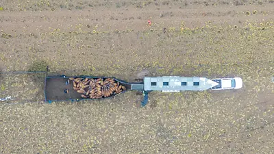 Volvieron después de 110 años: liberaron en Chaco guanacos nacidos en Santa Cruz Volvieron después de 110 años: liberaron en Chaco guanacos nacidos en Santa Cruz