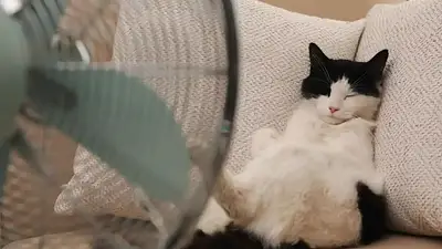 Gato con ventilador. Gato con ventilador.