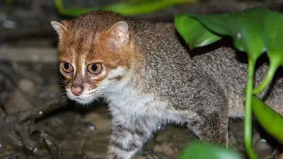 Gato cabeza plana Gato cabeza plana