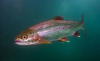 Desbarataron un grupo de pesca ilegal en Bariloche | Pesca ilegal