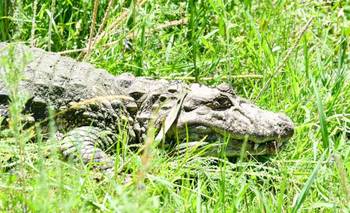 Liberaron en Santa Fe a un yacaré que había sido domesticado | Santa fe