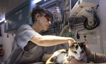 ¿Querés castrar a tu perro o gato en Buenos Aires? Sacá tu turno online | Mascotas