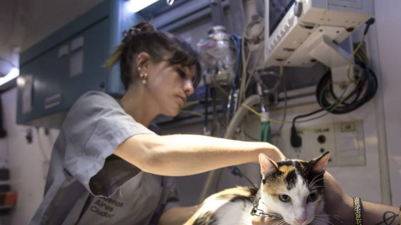 Veterinaria