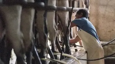 El sector lácteo de Santa Fe cierra el año en crisis: "Todo se desmoronó" El sector lácteo de Santa Fe cierra el año en crisis: "Todo se desmoronó"