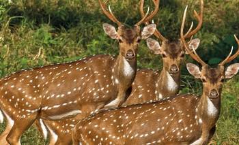 Científicos registraron por primer vez un animal exótico en el litoral argentino | Animales