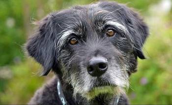 Se comprobó que las mascotas detectan problemas de salud en humanos | Mascotas