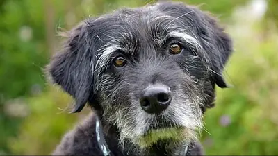 Por qué las mascotas reconocen enfermedades en los humanos. Por qué las mascotas reconocen enfermedades en los humanos.